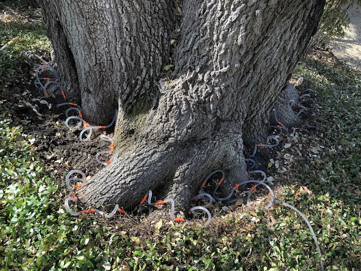 Detailed Tree Cabling and Bracing job site in Fergus Falls