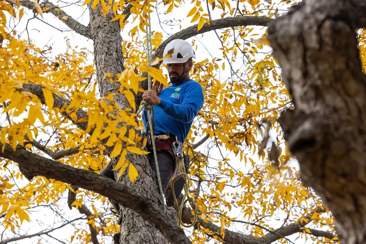 Skilled Tree Transplanting crew working in Fergus Falls